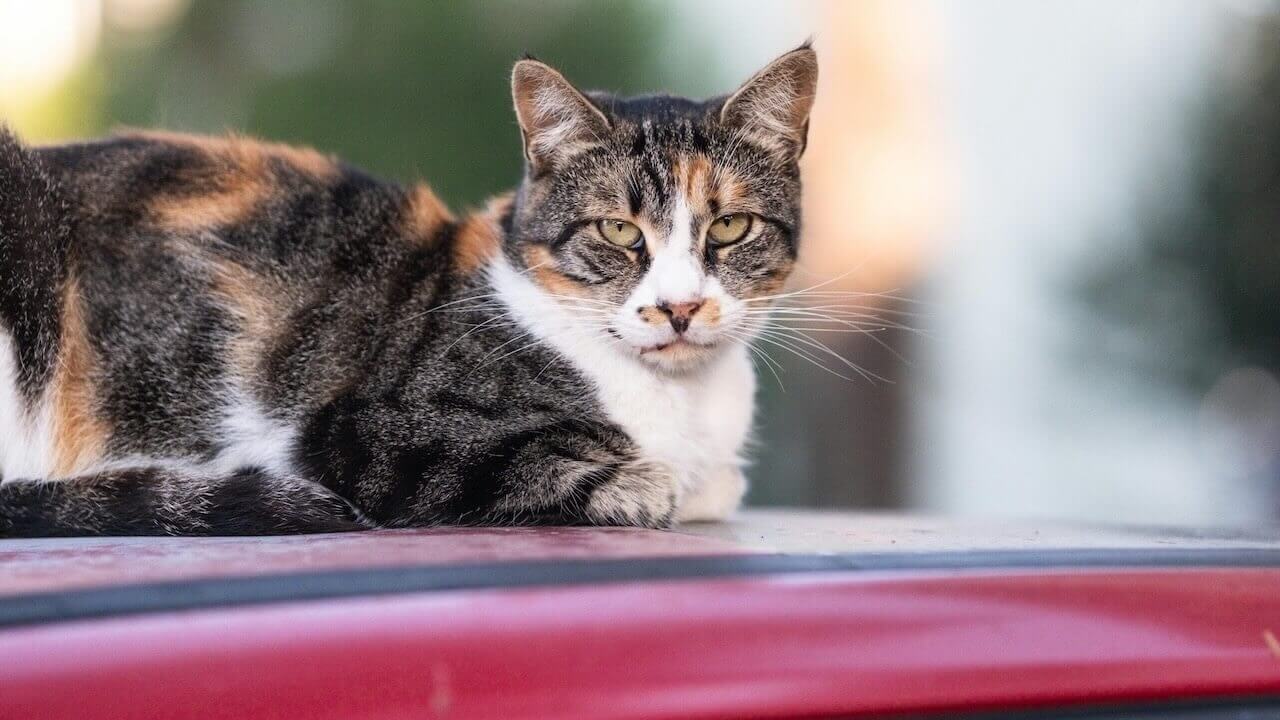chat sur le toit d'une voiture